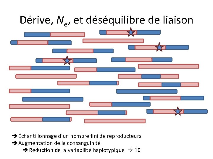 Dérive, Ne, et déséquilibre de liaison Échantillonnage d’un nombre fini de reproducteurs Augmentation de