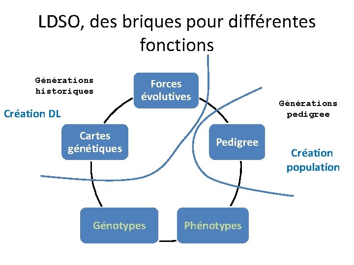 LDSO, des briques pour différentes fonctions Générations historiques Forces évolutives Générations pedigree Création DL