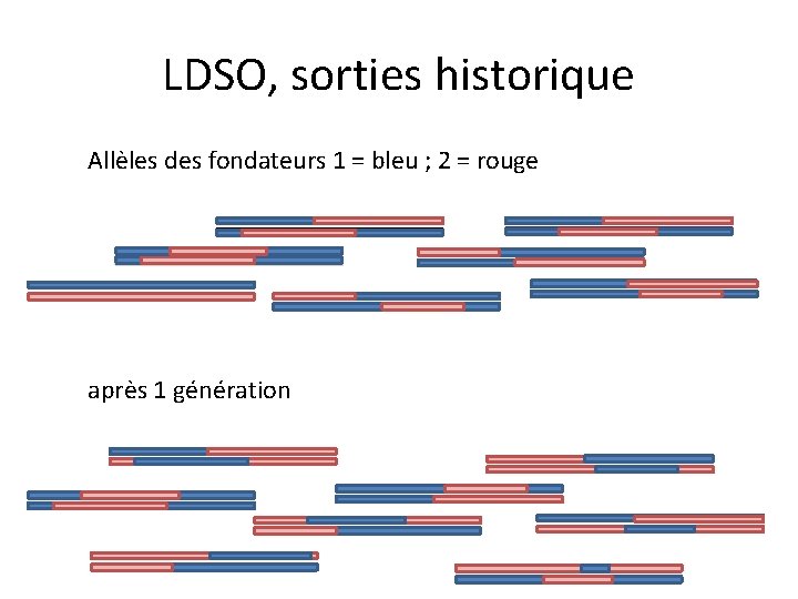 LDSO, sorties historique Allèles des fondateurs 1 = bleu ; 2 = rouge après