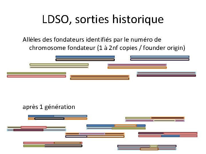 LDSO, sorties historique Allèles des fondateurs identifiés par le numéro de chromosome fondateur (1