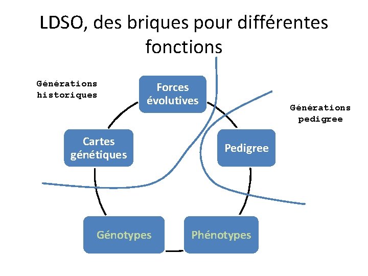 LDSO, des briques pour différentes fonctions Générations historiques Forces évolutives Cartes génétiques Génotypes Générations