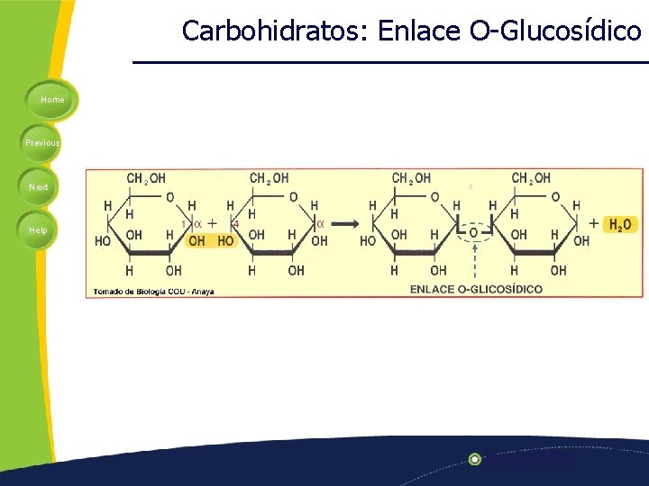 Carbohidratos: Enlace O-Glucosídico Home Previous Next Help 
