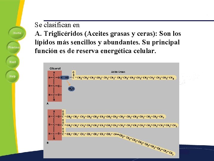 Home Previous Next Help Se clasifican en A. Triglicéridos (Aceites grasas y ceras): Son