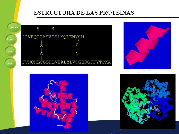 ESTRUCTURA DE LAS PROTEÍNAS Home Previous Next Help 