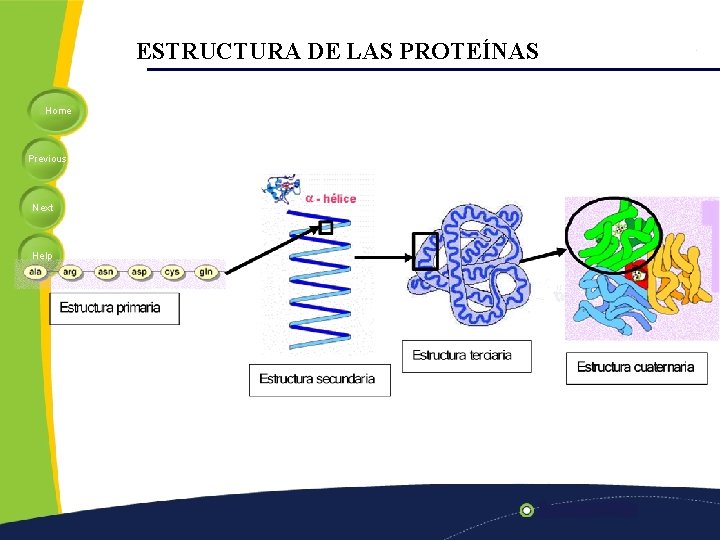 ESTRUCTURA DE LAS PROTEÍNAS Home Previous Next Help 