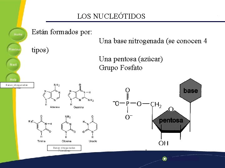 LOS NUCLEÓTIDOS Home Están formados por: Una base nitrogenada (se conocen 4 Previous tipos)