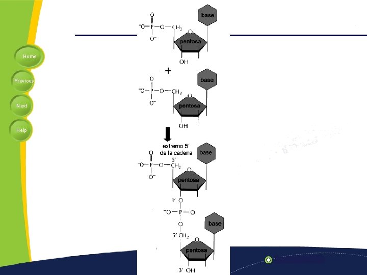 Home Previous Next Help 