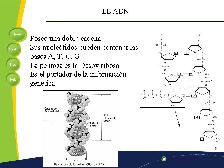 EL ADN Home Previous Next Help Posee una doble cadena Sus nucleótidos pueden contener