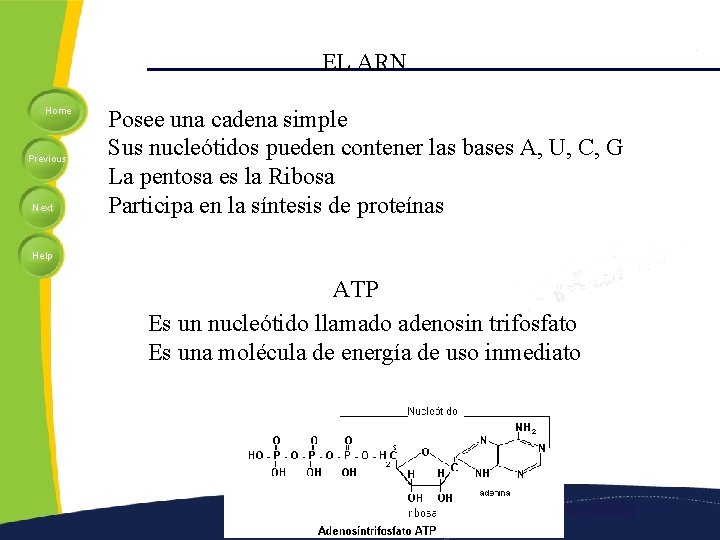 EL ARN Home Previous Next Posee una cadena simple Sus nucleótidos pueden contener las