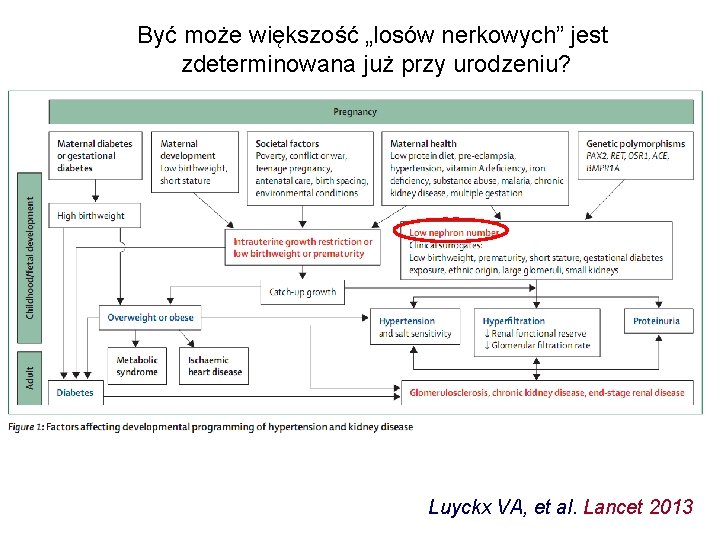 Być może większość „losów nerkowych” jest zdeterminowana już przy urodzeniu? Luyckx VA, et al.