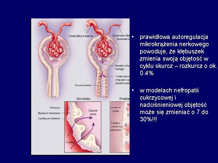  • prawidłowa autoregulacja mikrokrążenia nerkowego powoduje, że kłębuszek zmienia swoją objętość w cyklu