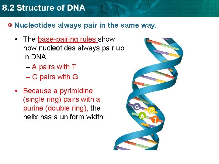 8. 2 Structure of DNA Nucleotides always pair in the same way. • The