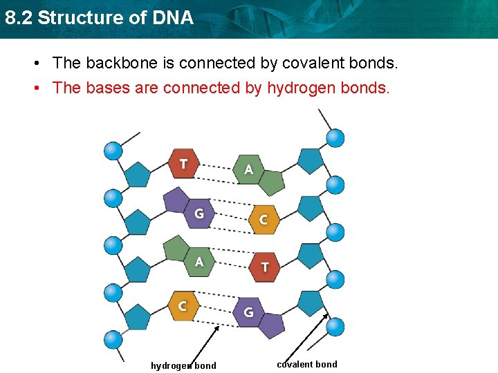 8. 2 Structure of DNA • The backbone is connected by covalent bonds. •