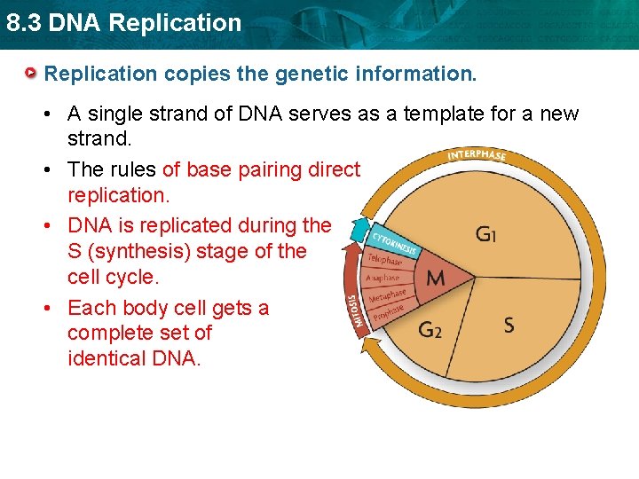 8. 3 DNA Replication copies the genetic information. • A single strand of DNA 8. 3 DNA Replication copies the genetic information. • A single strand of DNA