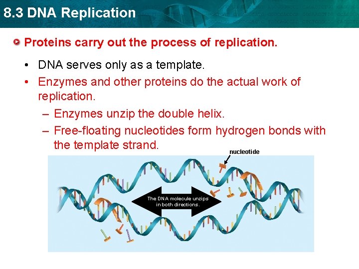 8. 3 DNA Replication Proteins carry out the process of replication. • DNA serves