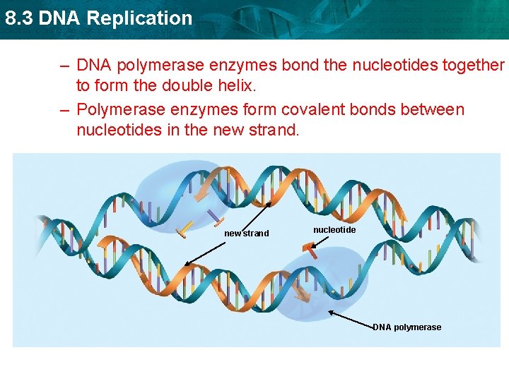 8. 3 DNA Replication – DNA polymerase enzymes bond the nucleotides together to form 8. 3 DNA Replication – DNA polymerase enzymes bond the nucleotides together to form