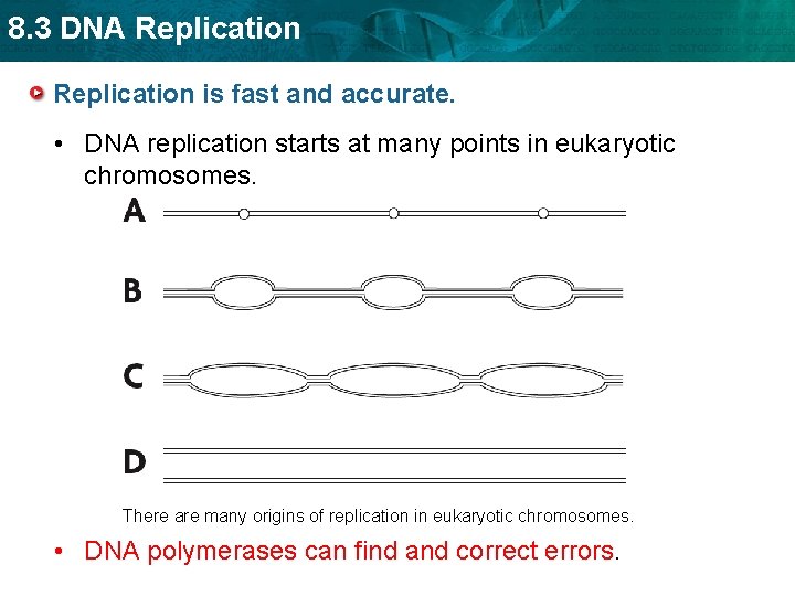 8. 3 DNA Replication is fast and accurate. • DNA replication starts at many