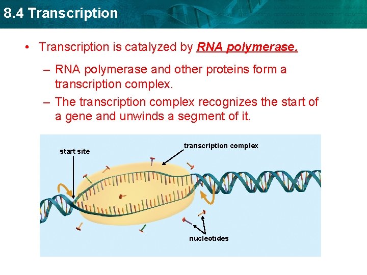 8. 4 Transcription • Transcription is catalyzed by RNA polymerase. – RNA polymerase and