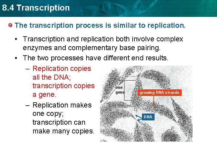 8. 4 Transcription The transcription process is similar to replication. • Transcription and replication