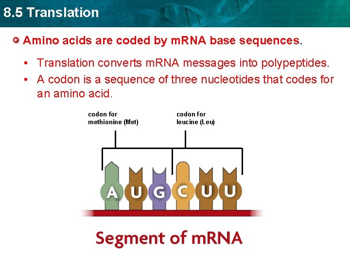 8. 5 Translation Amino acids are coded by m. RNA base sequences. • Translation