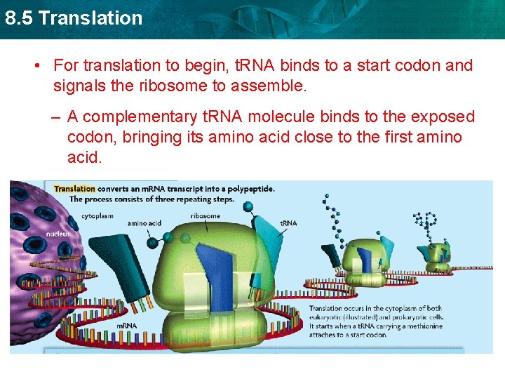 8. 5 Translation • For translation to begin, t. RNA binds to a start