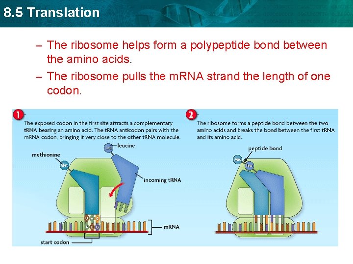 8. 5 Translation – The ribosome helps form a polypeptide bond between the amino