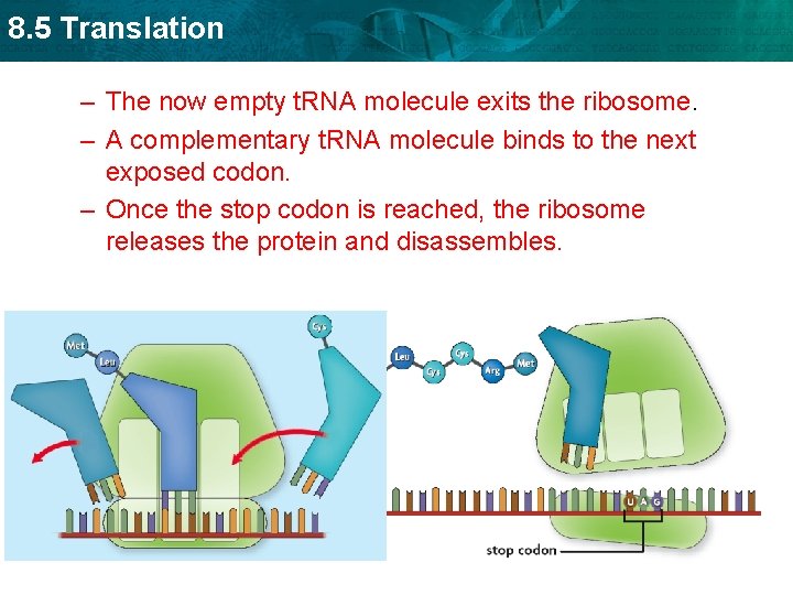 8. 5 Translation – The now empty t. RNA molecule exits the ribosome. –