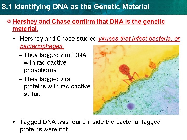 8. 1 Identifying DNA as the Genetic Material Hershey and Chase confirm that DNA