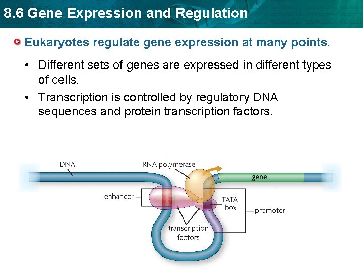 8. 6 Gene Expression and Regulation Eukaryotes regulate gene expression at many points. •