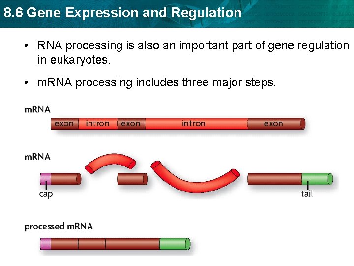 8. 6 Gene Expression and Regulation • RNA processing is also an important part