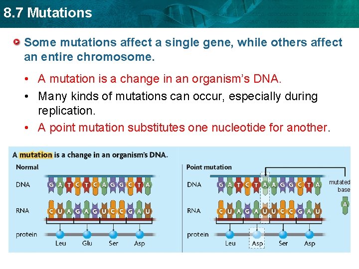 8. 7 Mutations Some mutations affect a single gene, while others affect an entire