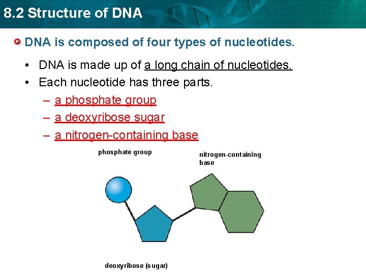 8. 2 Structure of DNA is composed of four types of nucleotides. • DNA 8. 2 Structure of DNA is composed of four types of nucleotides. • DNA