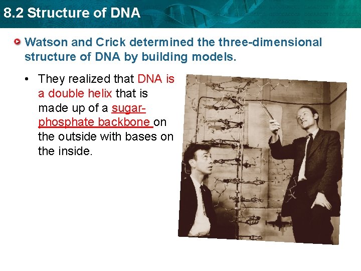 8. 2 Structure of DNA Watson and Crick determined the three-dimensional structure of DNA