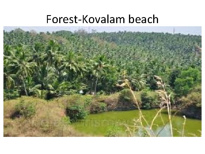 Forest-Kovalam beach 