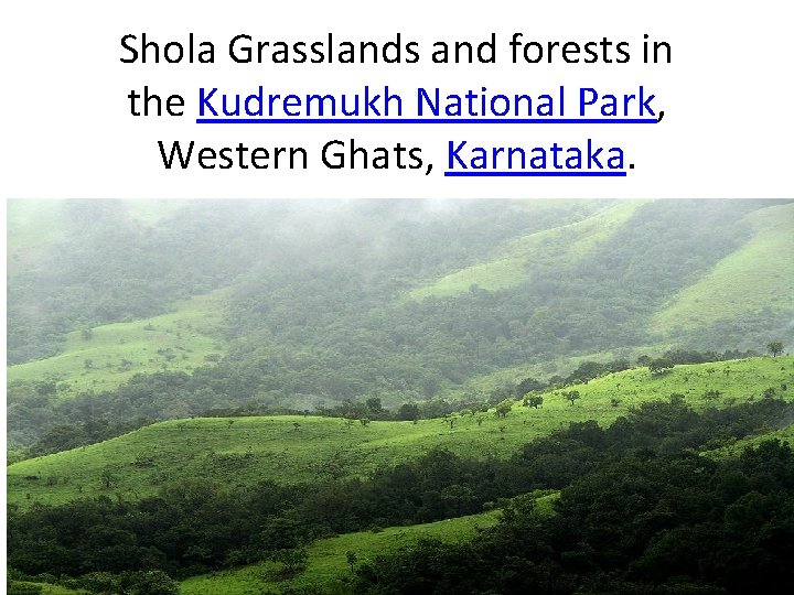 Shola Grasslands and forests in the Kudremukh National Park, Western Ghats, Karnataka. 