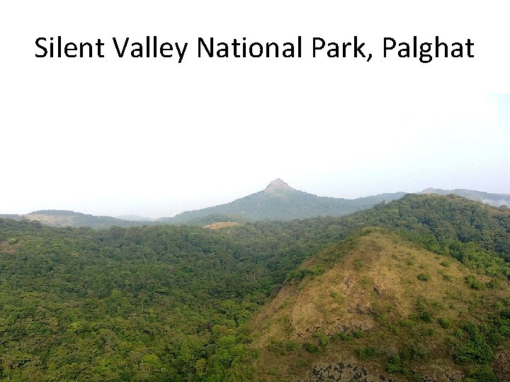 Silent Valley National Park, Palghat 