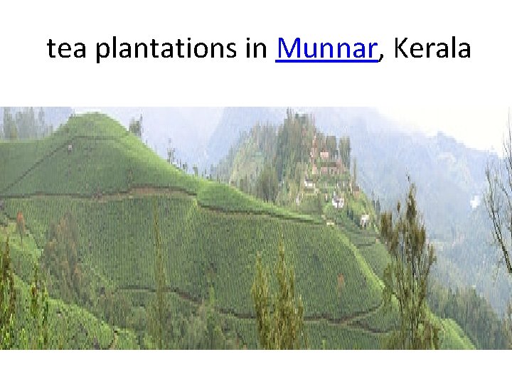  tea plantations in Munnar, Kerala 