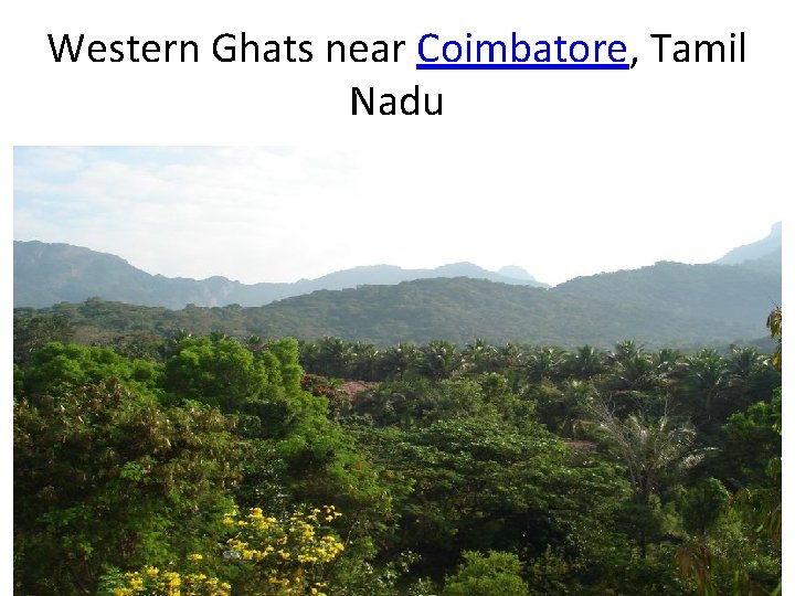 Western Ghats near Coimbatore, Tamil Nadu 