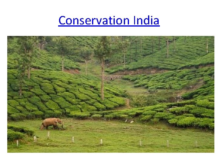 Conservation India 