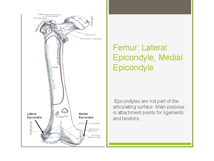 Femur: Lateral Epicondyle, Medial Epicondyle Lateral Epicondyle Medial Epicondyles are not part of the
