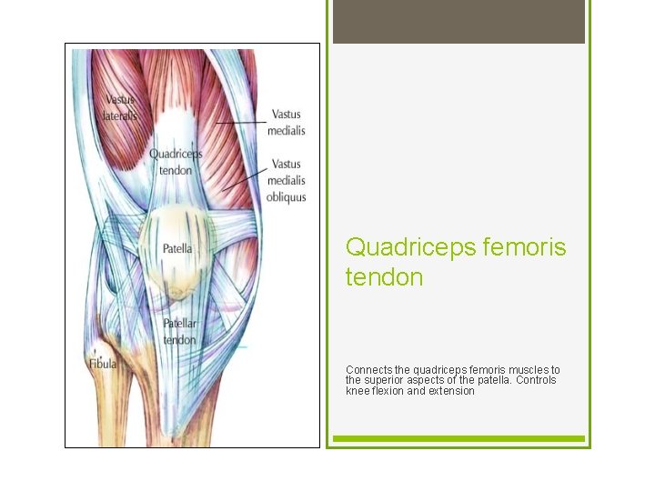 Quadriceps femoris tendon Connects the quadriceps femoris muscles to the superior aspects of the