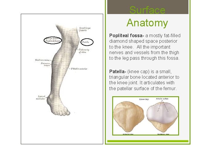 Surface Anatomy Popliteal fossa- a mostly fat-filled diamond shaped space posterior to the knee.