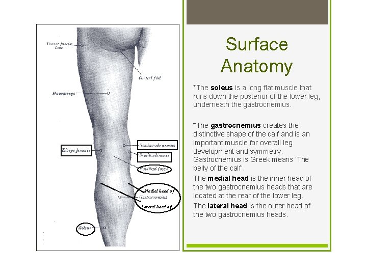Surface Anatomy *The soleus is a long flat muscle that runs down the posterior
