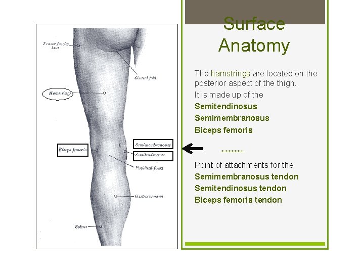Surface Anatomy The hamstrings are located on the posterior aspect of the thigh. It
