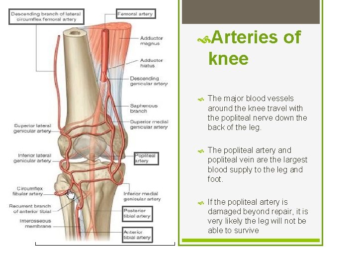  Arteries of knee The major blood vessels around the knee travel with the