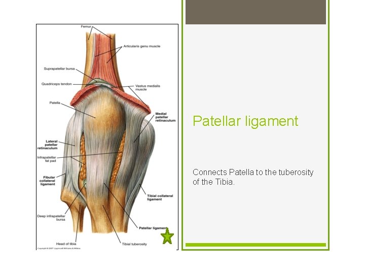 Patellar ligament Connects Patella to the tuberosity of the Tibia. 