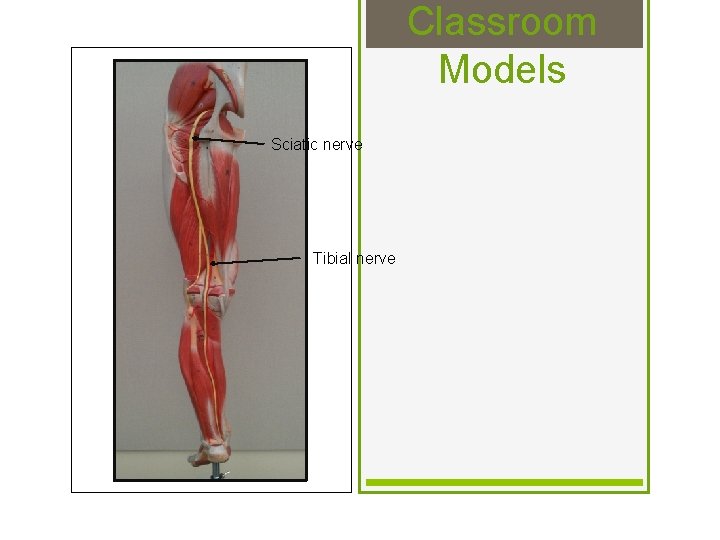 Classroom Models Sciatic nerve Tibial nerve 