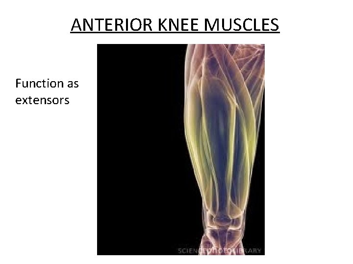 ANTERIOR KNEE MUSCLES Function as extensors 