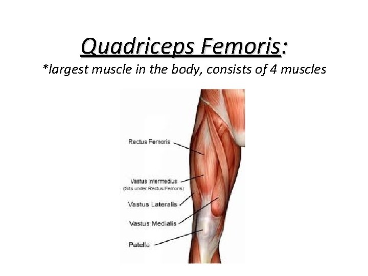 Quadriceps Femoris: *largest muscle in the body, consists of 4 muscles 