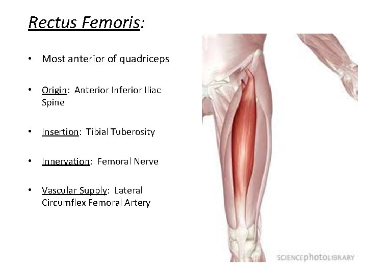 Rectus Femoris: • Most anterior of quadriceps • Origin: Anterior Inferior Iliac Spine •